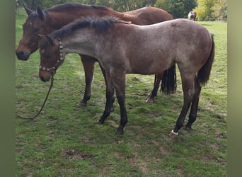 Paint Horse, Mare, Foal (03/2023), 15.2 hh, Roan-Bay