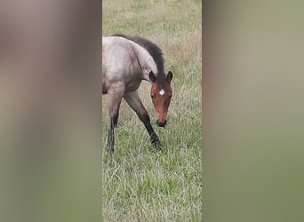 Paint Horse, Mare, Foal (03/2023), 15.2 hh, Roan-Bay
