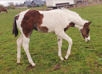 Paint Horse, Mare, Foal (01/2024), 15.2 hh, Tobiano-all-colors