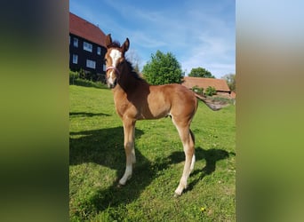 Paint Horse Mix, Mare, Foal (05/2023), 15 hh, Brown