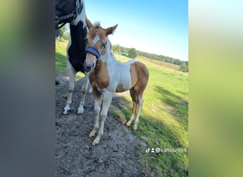 Paint Horse, Mare, Foal (05/2024), 15 hh, Champagne