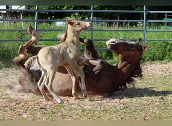 Paint Horse, Mare, Foal (05/2025), 15 hh, Champagne