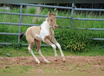 Paint Horse, Mare, Foal (05/2023), 15 hh, Champagne