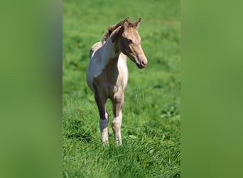 Paint Horse, Mare, Foal (05/2023), 15 hh, Champagne
