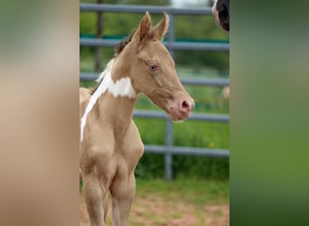 Paint Horse, Mare, Foal (05/2023), 15 hh, Champagne