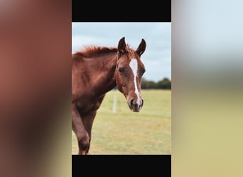 Paint Horse, Mare, Foal (05/2024), 15 hh, Chestnut-Red