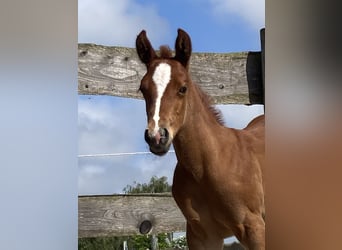 Paint Horse, Mare, Foal (05/2024), 15 hh, Chestnut-Red