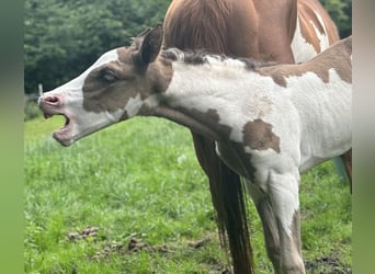 Paint Horse, Mare, Foal (05/2024), 15 hh, Overo-all-colors