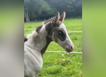 Paint Horse, Mare, Foal (05/2024), 15 hh, Overo-all-colors