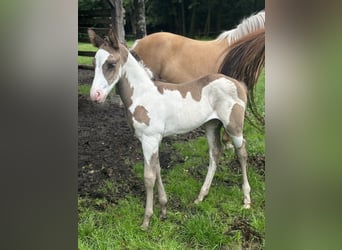 Paint Horse, Mare, Foal (05/2024), 15 hh, Overo-all-colors