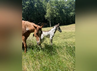 Paint Horse, Mare, Foal (05/2024), 15 hh, Overo-all-colors