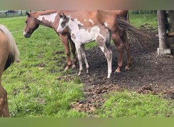 Paint Horse, Mare, Foal (05/2024), 15 hh, Overo-all-colors