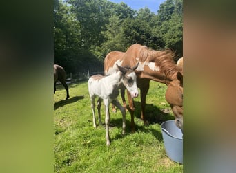 Paint Horse, Mare, Foal (05/2024), 15 hh, Overo-all-colors