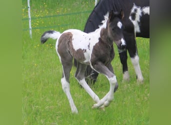 Paint Horse, Mare, Foal (05/2024), 15 hh, Tobiano-all-colors
