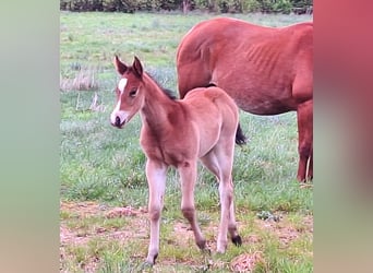 Paint Horse, Mare, , 15,1 hh, Bay-Dark