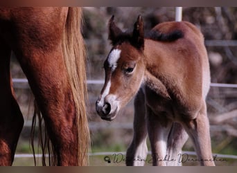 Paint Horse, Mare, , 15,1 hh, Bay-Dark
