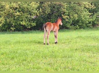 Paint Horse, Mare, , 15,1 hh, Bay-Dark