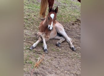 Paint Horse, Mare, , 15,1 hh, Bay-Dark