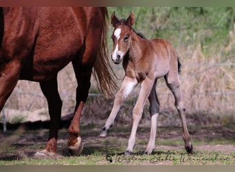 Paint Horse, Mare, , 15,1 hh, Bay-Dark