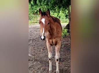 Paint Horse, Mare, , 15,1 hh, Bay-Dark