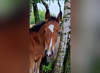 Paint Horse, Mare, , 15,1 hh, Bay-Dark