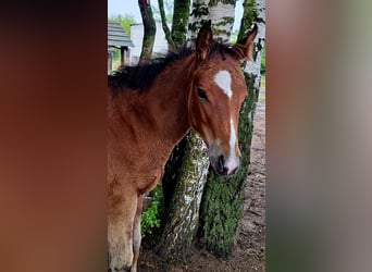 Paint Horse, Mare, , 15,1 hh, Bay-Dark