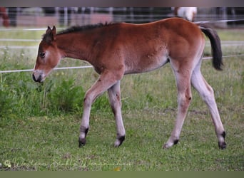 Paint Horse, Mare, , 15,1 hh, Bay-Dark