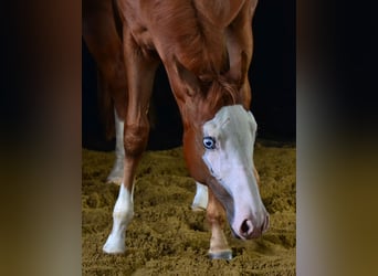 Paint Horse, Mare, Foal (02/2025), 15,1 hh, Chestnut-Red