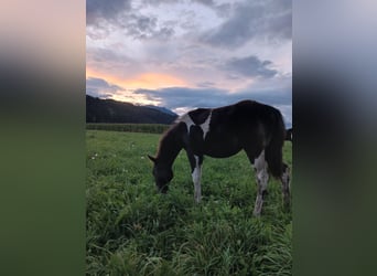 Paint Horse Mix, Mare, Foal (04/2025), 15,1 hh, Pinto
