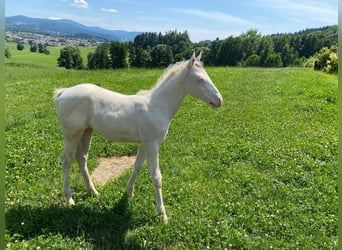 Paint Horse, Mare, Foal (03/2025), 15,1 hh, White