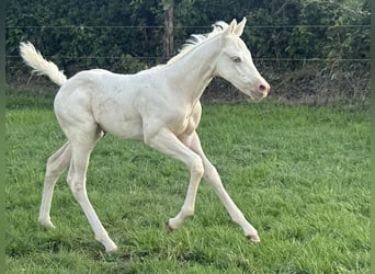 Paint Horse, Mare, , Champagne
