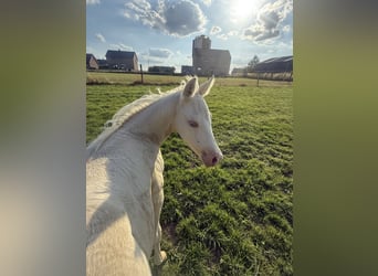 Paint Horse, Mare, , Champagne
