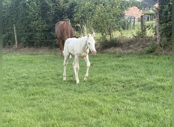 Paint Horse, Mare, , Champagne