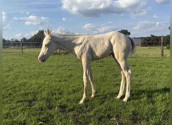 Paint Horse, Mare, , Champagne