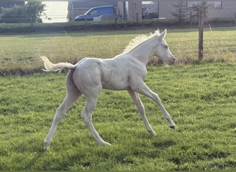 Paint Horse, Mare, , Champagne