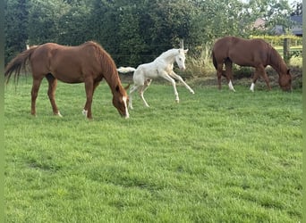 Paint Horse, Mare, , Champagne