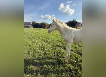 Paint Horse, Mare, , Champagne