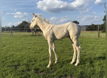 Paint Horse, Mare, , Champagne