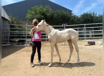 Paint Horse, Mare, , Champagne