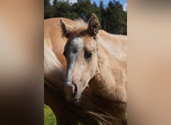 Paint Horse, Mare, , Palomino