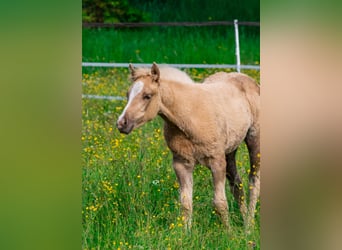 Paint Horse, Mare, , Palomino