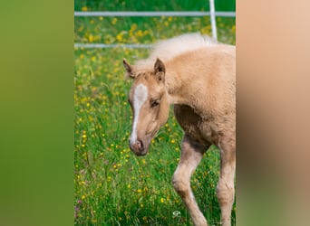 Paint Horse, Mare, , Palomino