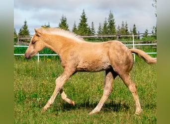 Paint Horse, Mare, , Palomino