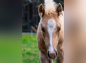 Paint Horse, Mare, , Palomino
