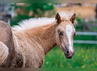Paint Horse, Mare, , Palomino