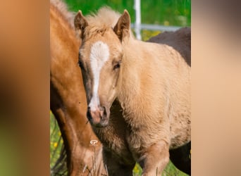 Paint Horse, Mare, , Palomino