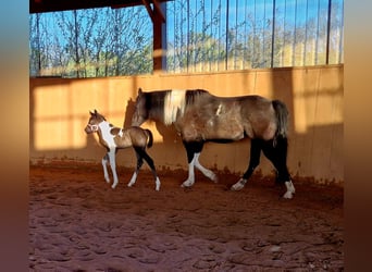 Paint Horse, Mare, Foal (03/2024), Pinto