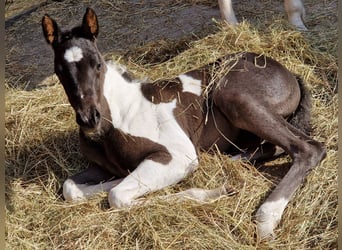 Paint Horse, Mare, Foal (03/2024), Pinto