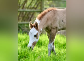 Paint Horse, Mare, Foal (04/2024), Red Dun