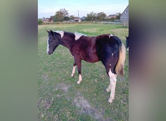 Paint Horse, Mare, Foal (04/2024), Tobiano-all-colors